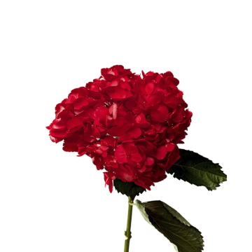 Hydrangea Red