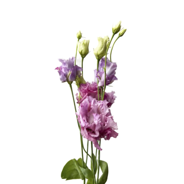 Eustoma Julius Grape