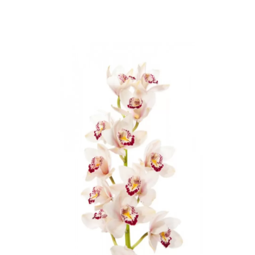 Cymbidium Orchid