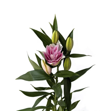 Lily DB Roselily Viola