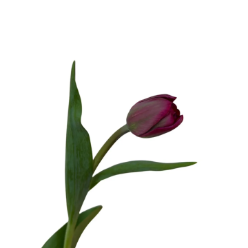 Tulip Double Palmira