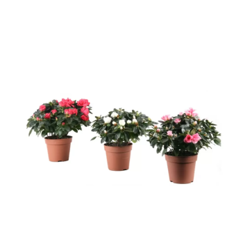 Multicolored azalea in assortment