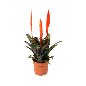 Vriesea Splendens Era