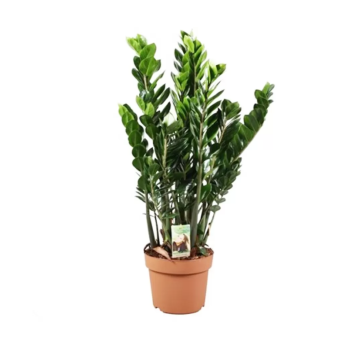 Zamioculcas