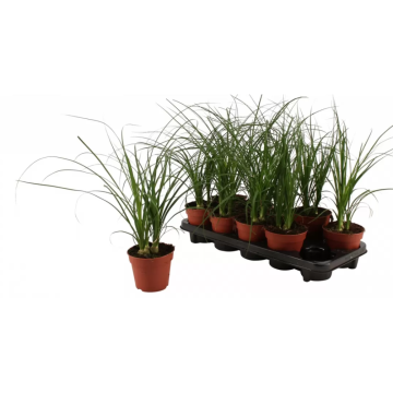 Bocarneia Branch in assortment