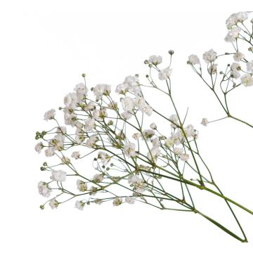 Babys breath