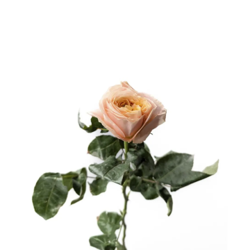 Melon X-pression rose