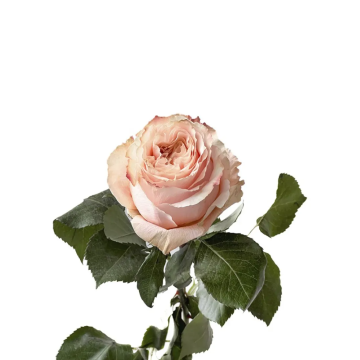 Princess Crown Rose