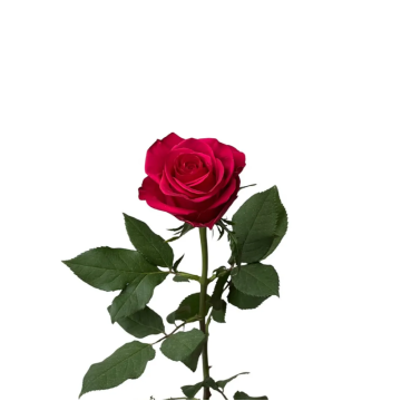 Rose Garotta