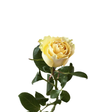 Rose Cream Carpe Dier