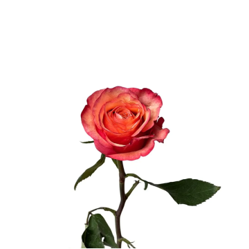 Bogart-BB Rose
