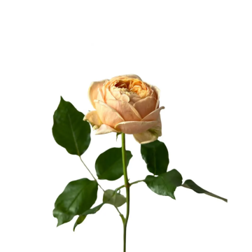 Rose Sweet Catalina